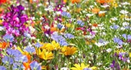 Rivière Terrain à bâtir - 2369044-10205annonce120221128OUVFP.jpeg Constructions Idéale Demeure