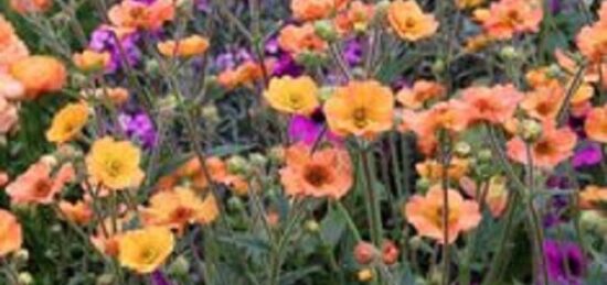 Terrain à bâtir à Parçay-Meslay, Centre-Val de Loire