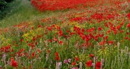 Saint-Pierre-des-Corps Maison neuve - 2406711-10205annonce120250909KJgau.jpeg Constructions Idéale Demeure