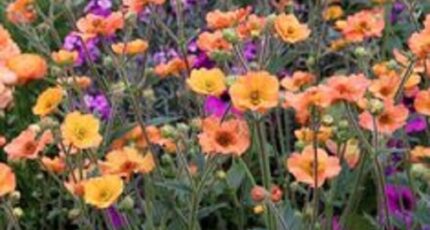 Notre-Dame-d'Oé Maison neuve - 2406699-10205annonce120250909MRxrP.jpeg Constructions Idéale Demeure