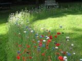 Terrain à bâtir à Semblançay (37360) 2540125-10205annonce120260609161nu.jpeg Constructions Idéale Demeure